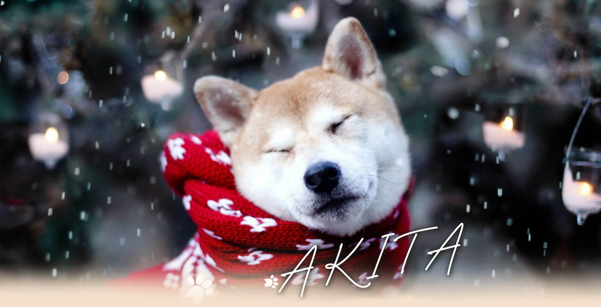 Akita - Vùng đất xinh đẹp của loài quốc khuyển Nhật Bản